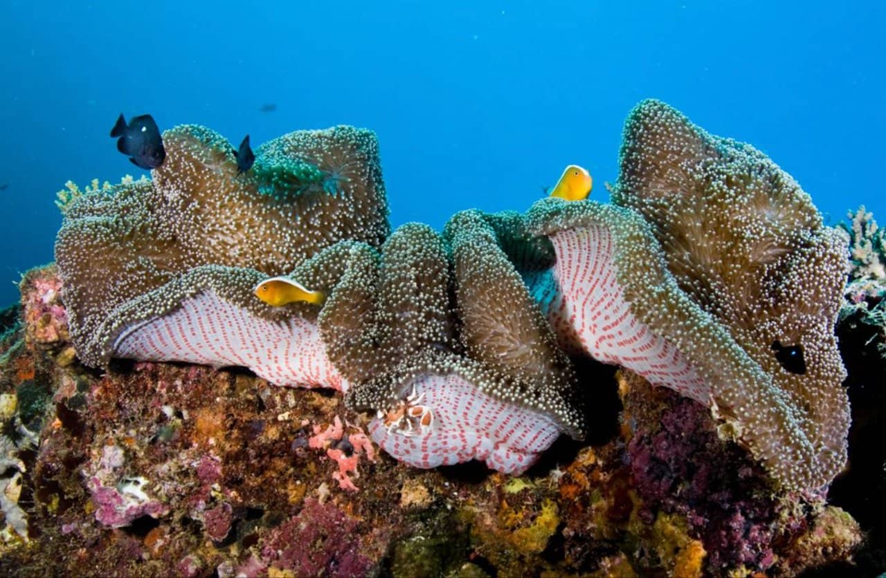 Pływanie na rafie koralowej Ningaloo w Australii Zachodniej – snorkeling z Exmouth