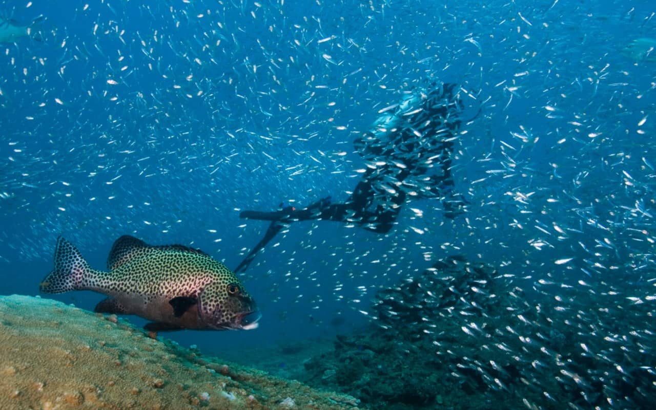 Rafa koralowa Ningaloo – obowiązkowy przystanek podczas road tripu z Perth