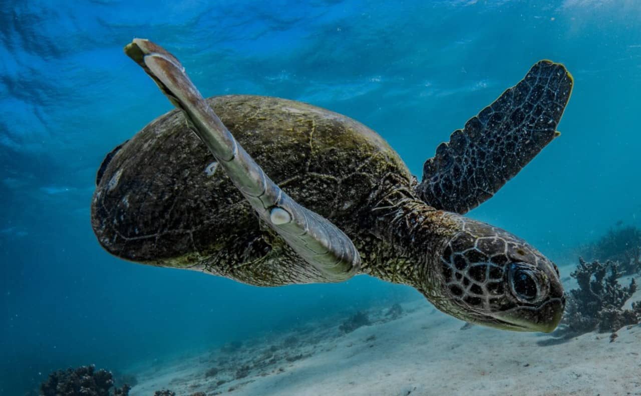 Snorkeling z Exmouth – popularna atrakcja na trasie road tripu po Australii Zachodniej