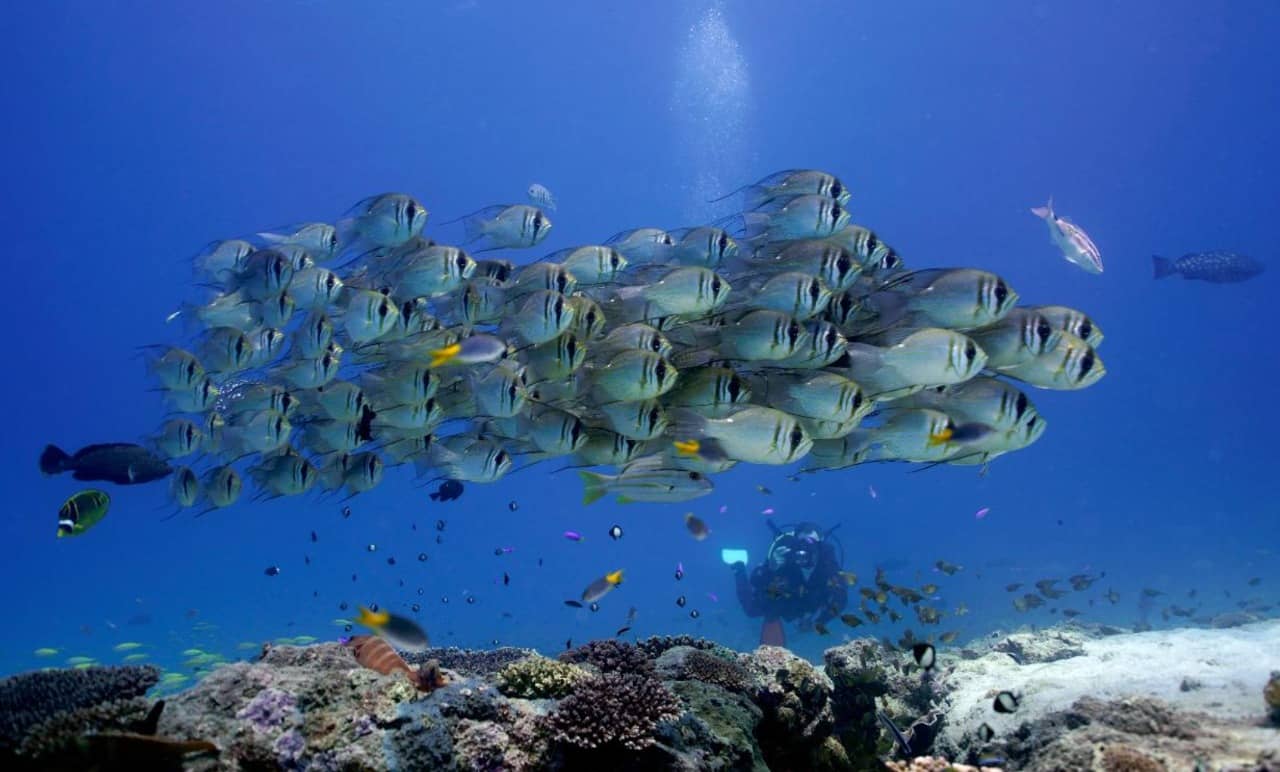 Snorkeling z Exmouth – wycieczka na  rafę koralową Ningaloo i Wyspy Muiron