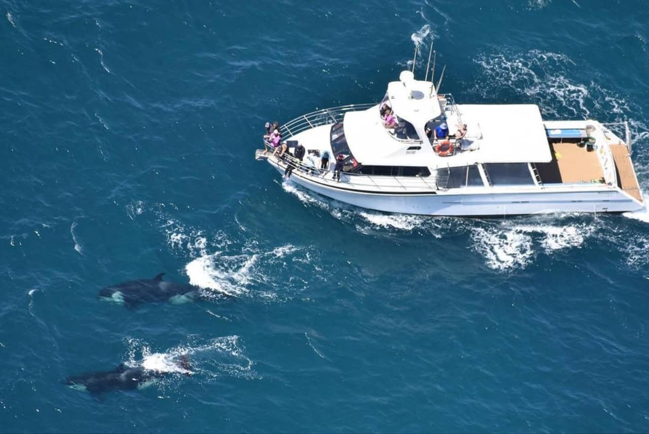 Wycieczka łodzią na rafę koralową Ningaloo – pływanie z rurką z Exmouth