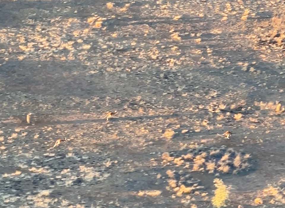 Widok na stado kangurów z balonu nad Alice Springs podczas porannego lotu