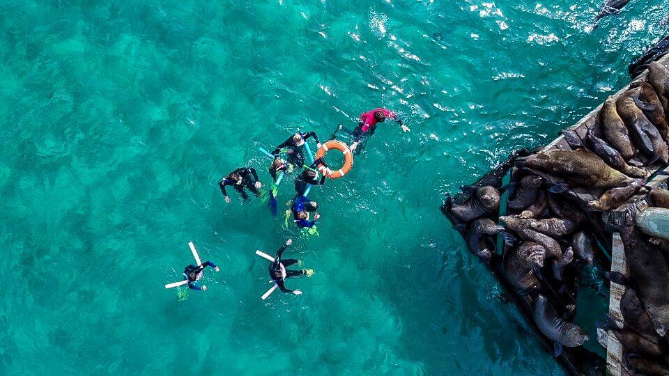 Atrakcje w okolicach Melbourne – rejs i wycieczka z Sorrento z możliwością pływania z delfinami i fokami, idealne urozmaicenie trasy Melbourne Sydney.