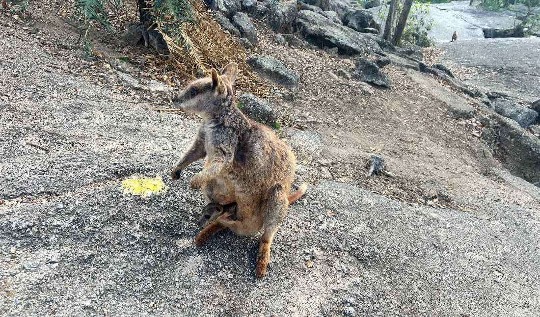 Wallabie w Granite Gorge niedaleko Cairns – bliskie spotkanie z dziką australijską przyrodą w trakcie jednodniowej wycieczki.