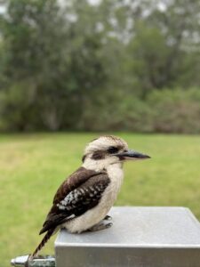 kukubara podczas wycieczki po trasie oceanicznej Great Ocean Road