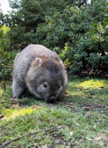 wombat na Tasmanii, Tasmania Australia – trekking i dzika natura