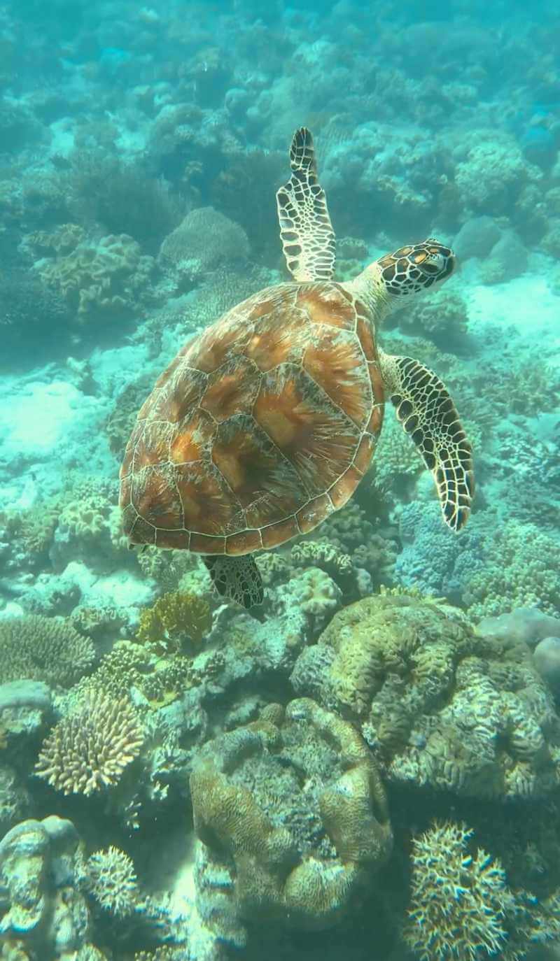 Żółw morski na Wielkiej Rafie Koralowej w Australii