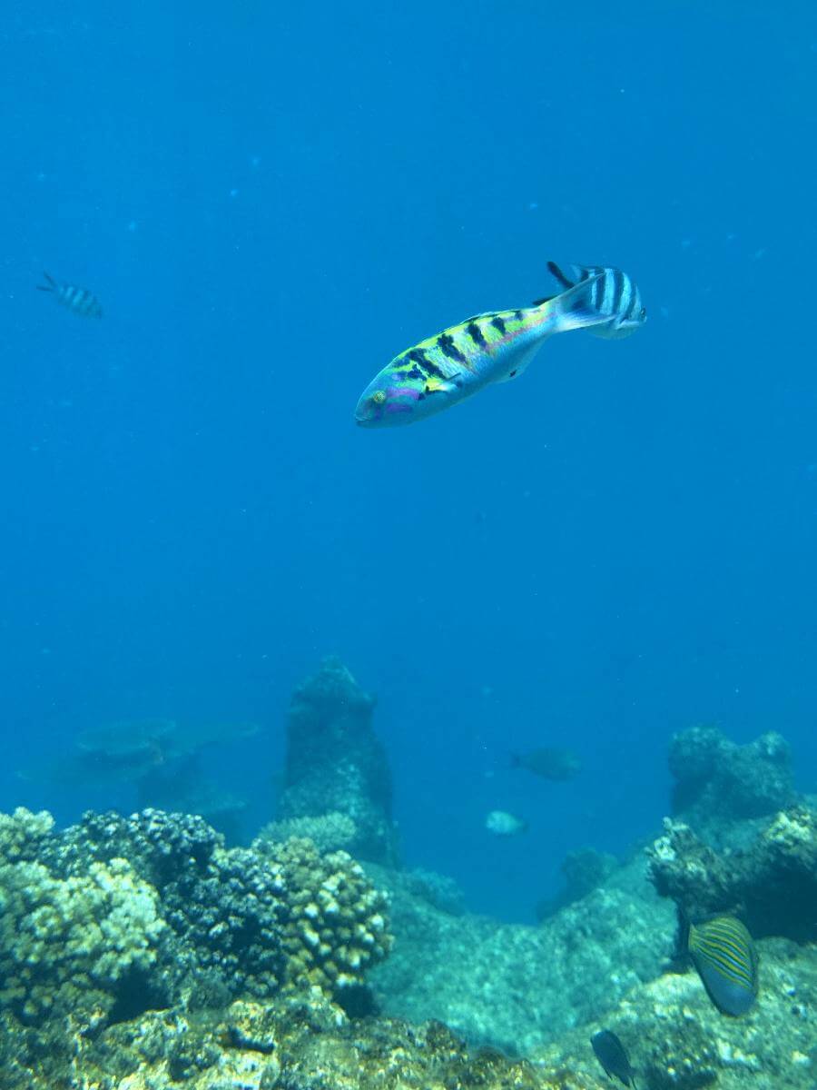 Ryby i Rekin rafowy na Wielkiej Rafie Koralowej w Australii