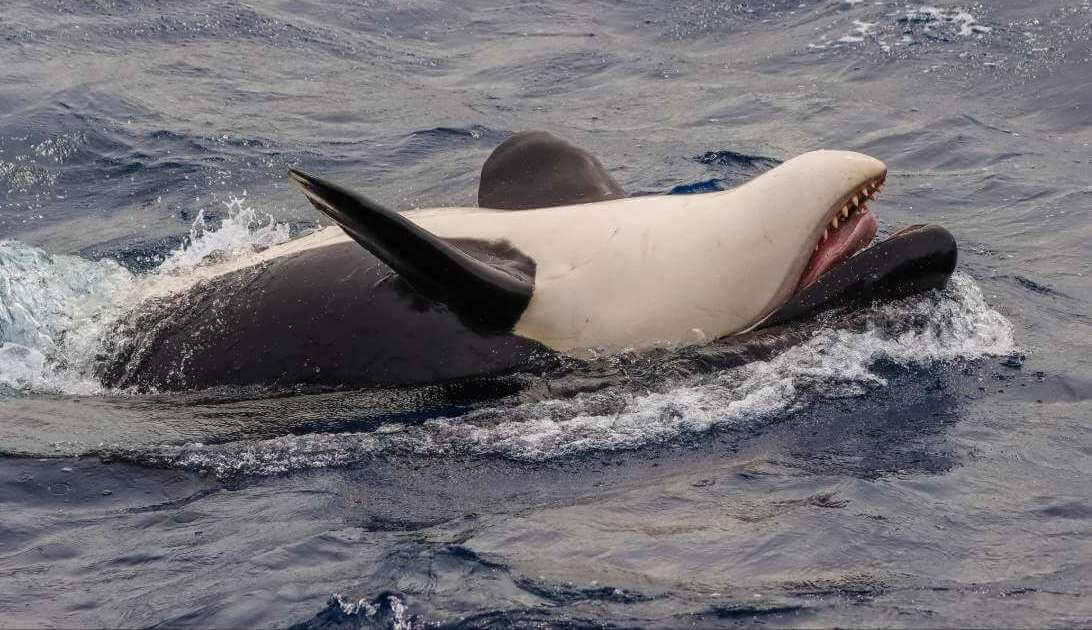 Otwarte wody oceanu nad Bremer Bay Canyon w Australii Zachodniej i orka na plecach