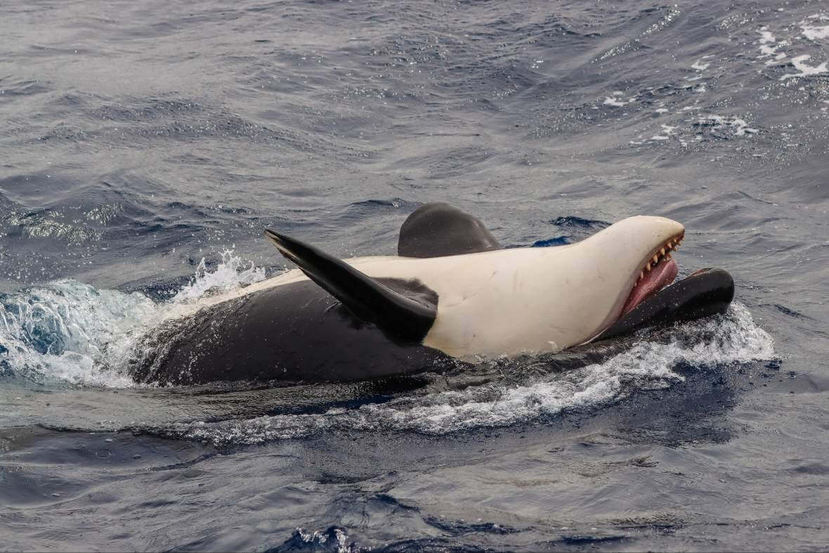 Rejs z orkami w Bremer Bay w Australii Zachodniej, czyli  wyjątkowy przystanek na trasie Perth–Adelajda