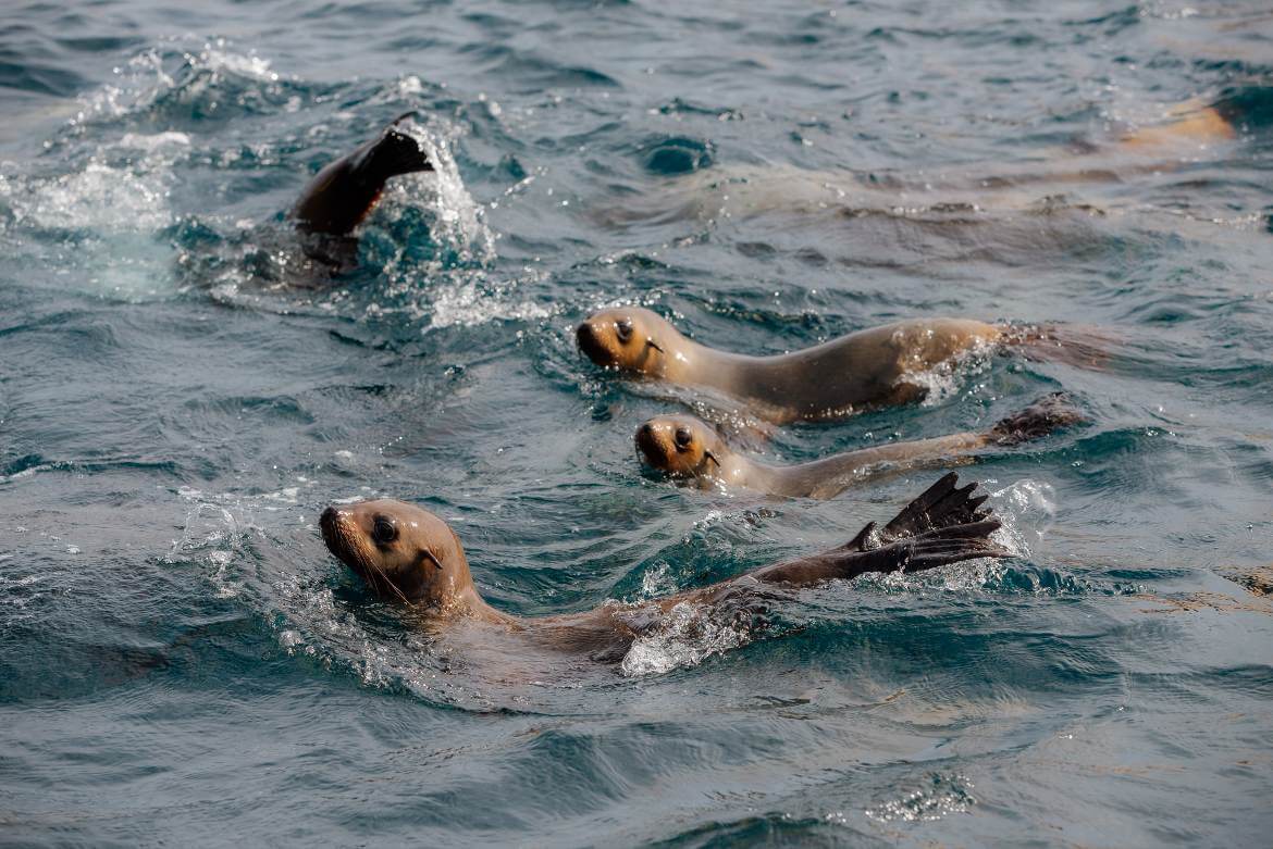 Wombat w parku narodowym Wilsons Promontory w okolicach Melbourne