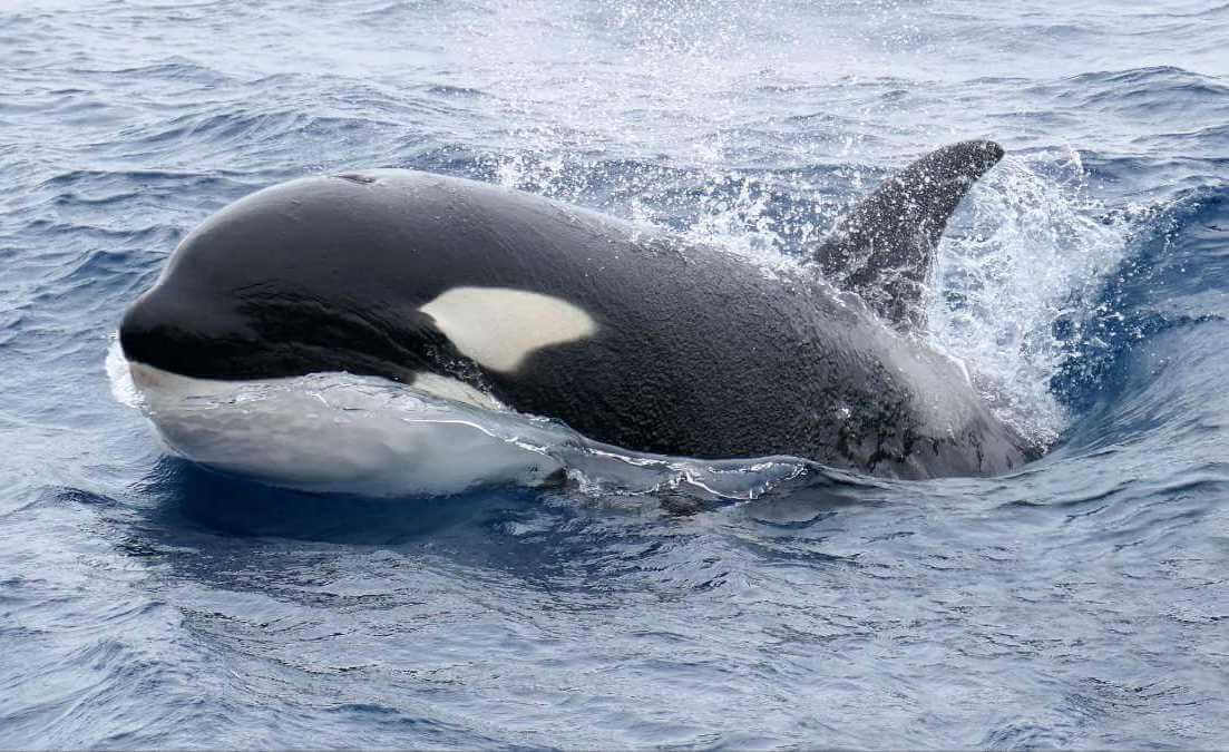 Rejs z orkami w Bremer Bay w Australii Zachodniej, czyli  wyjątkowy przystanek na trasie Perth – Adelajda