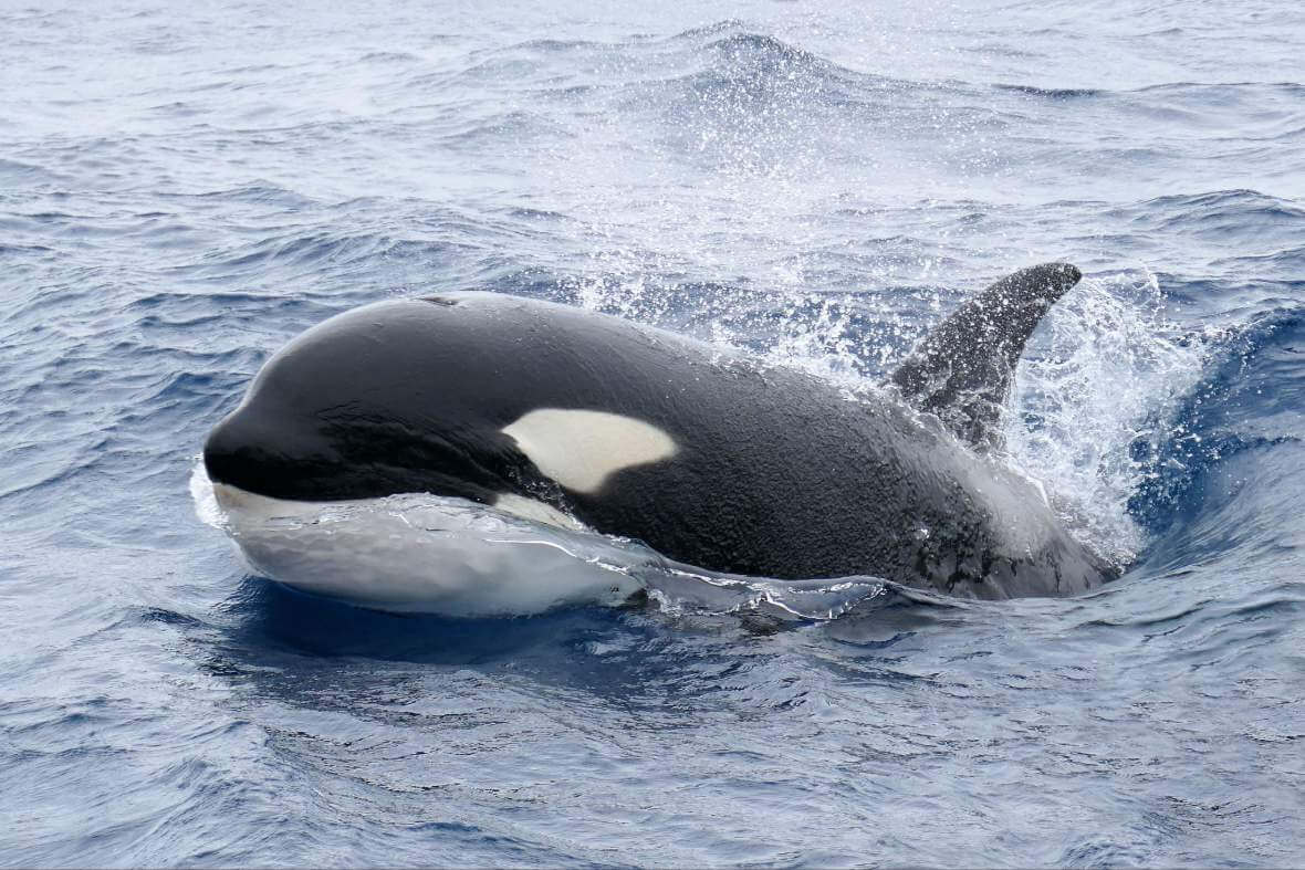 Orki podpływające blisko łodzi podczas rejsu z orkami w Bremer Bay Canyon w Australii Zachodniej