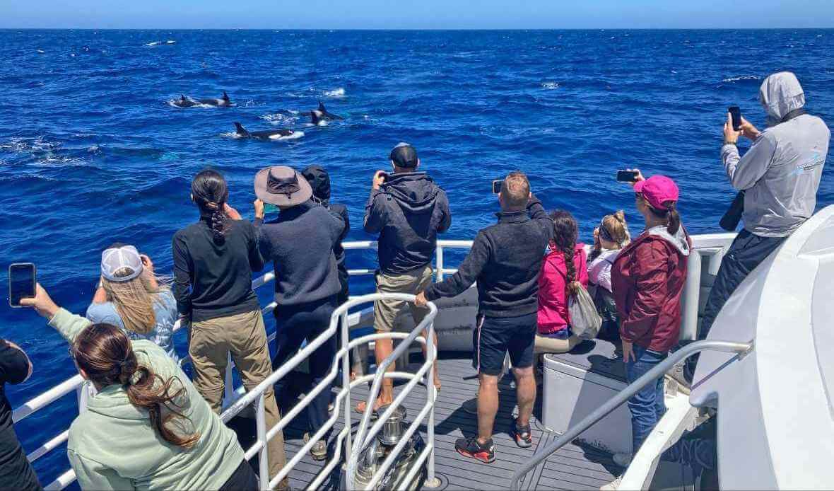 Pasażerowie obserwujący orki z pokładu łodzi podczas rejsu w Bremer Bay