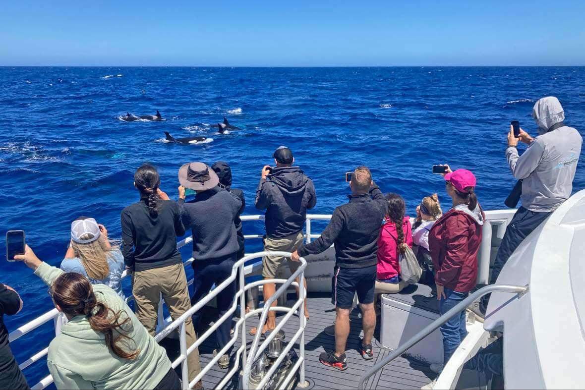 Pasażerowie obserwujący orki z pokładu łodzi podczas rejsu w Bremer Bay