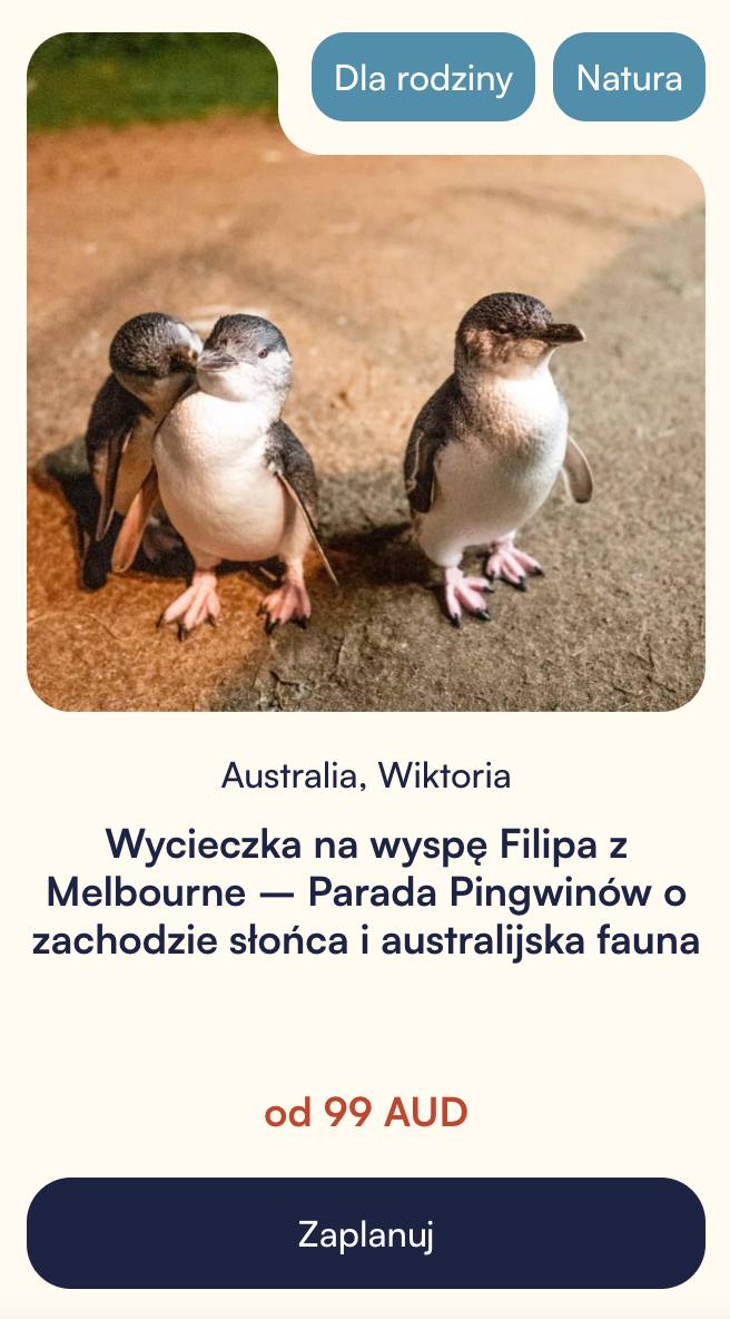 pingwiny po zachodzie slonca na wyspie filipa