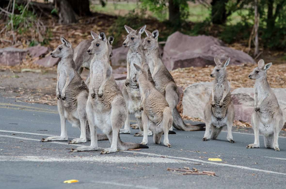 Dzikie kangury na polach Yarra Valley późnym popołudniem