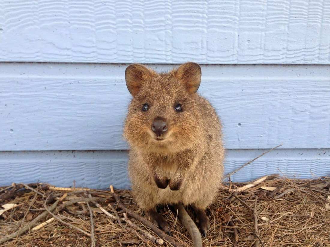 Kuoka na Rottnest Island w Australii Zachodniej, jedno z najbardziej znanych dzikich zwierząt wyspy i popularna atrakcja podczas wycieczki z Perth.