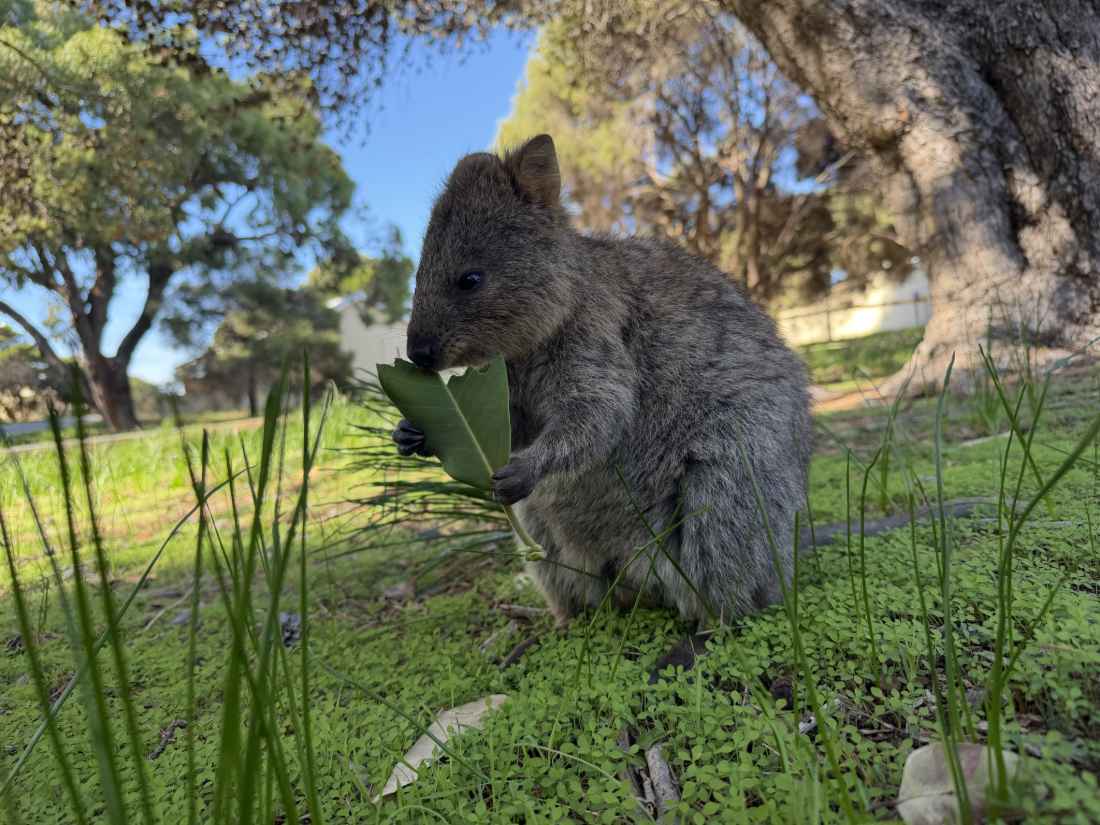 Quokka na Rottnest Island w Australii Zachodniej, jedno z najbardziej znanych dzikich zwierząt wyspy i symbol wycieczek z Perth