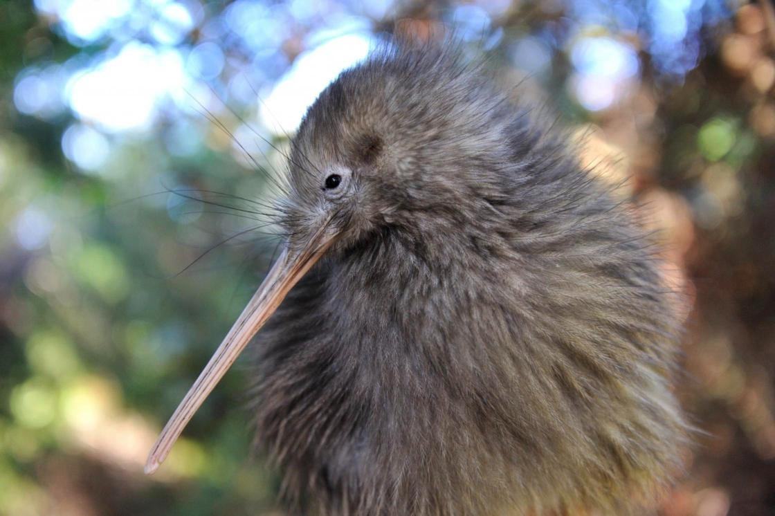Dzikie kiwi nocą – wycieczka z Auckland do Tāwharanui Regional Park