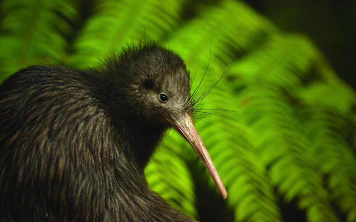 Dzikie kiwi nocą w Tāwharanui Regional Park (niedaleko Auckland) – spacer z przewodnikiem (dojazd własny)